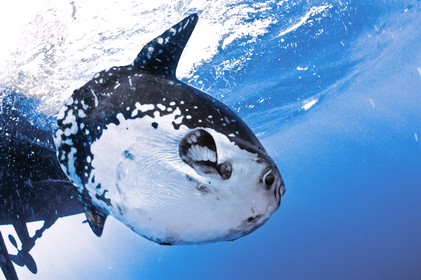 Rencontre avec la faune du sanctuaire Pelagos