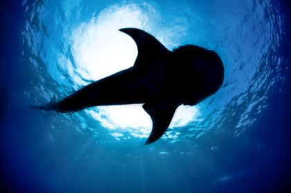 Plongee en apnée - Yucatan - Mexique