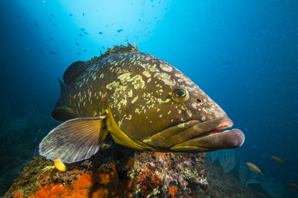 Merou brun de Mediterranée