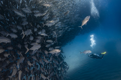 Voyage Mer de Cortez - Mexique - Amerique Centrale