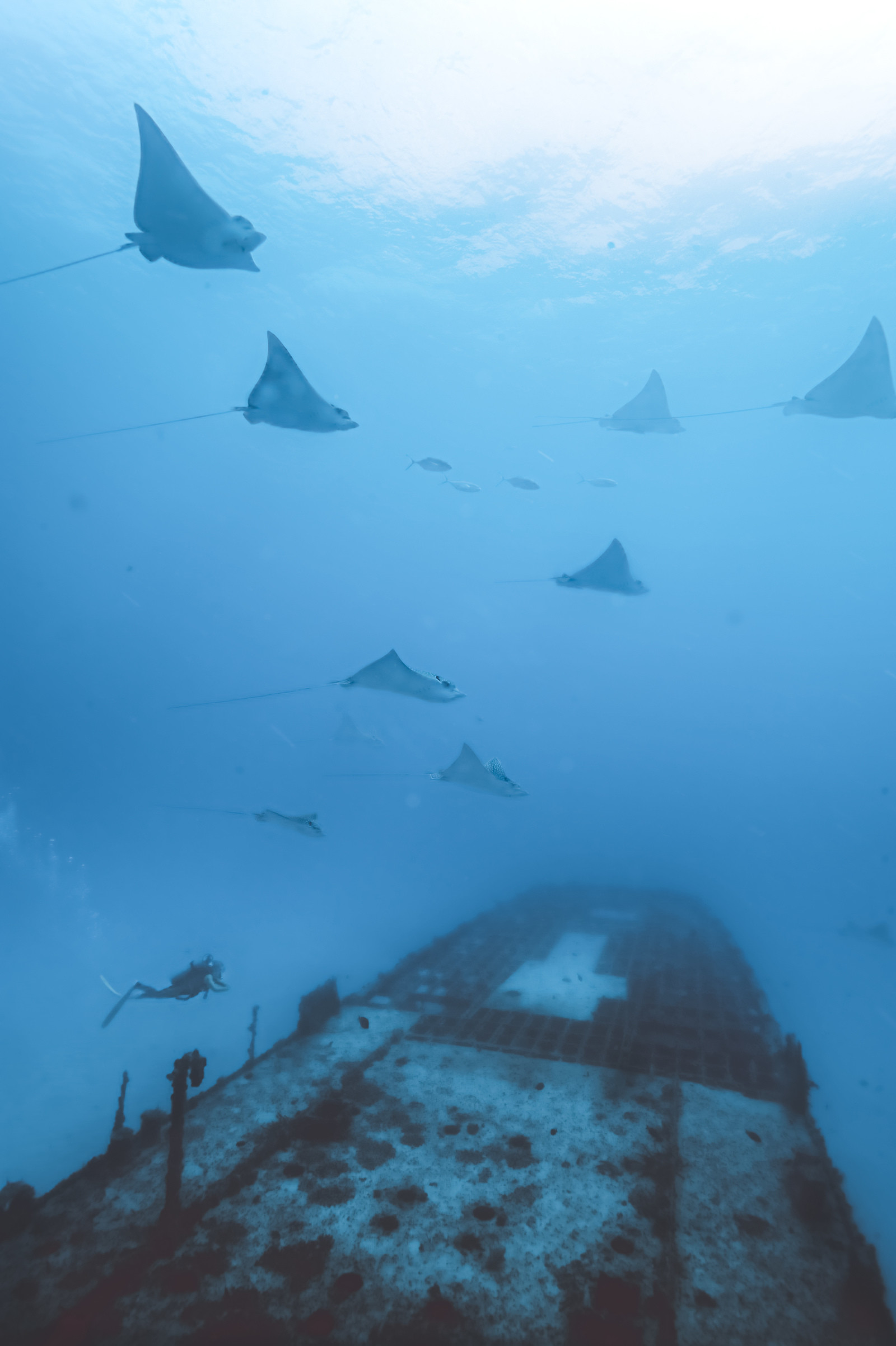 Plongee en apnée - Yucatan - Mexique