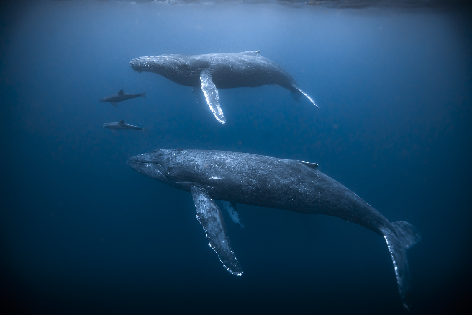 Baleine à bosse, Megaptera novaeangliae , Asie Okinawa, Japon