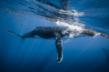 © Guillaume Ruoppolo-7154.jpg