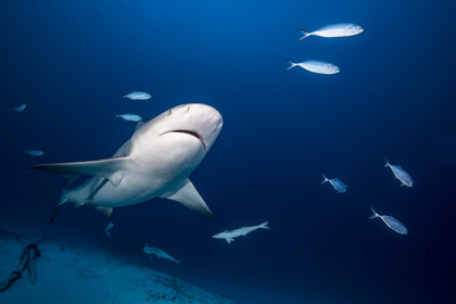 Plongee sous marine dans la mer des Caraîbes - Mexique - Yucatan - Amerique Centrale