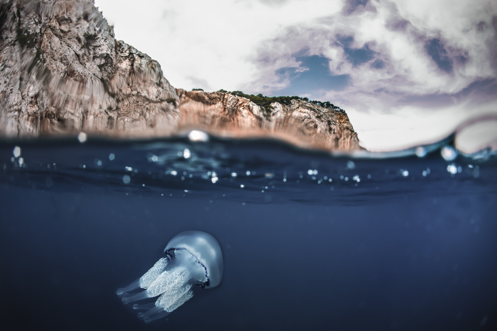 Rhizostoma pulmo est une méduse de la classe des Scyphozoa, de l'ordre des Rhizostomeae et de la famille des Rhizostomatidae. Elle vit en Méditerranée