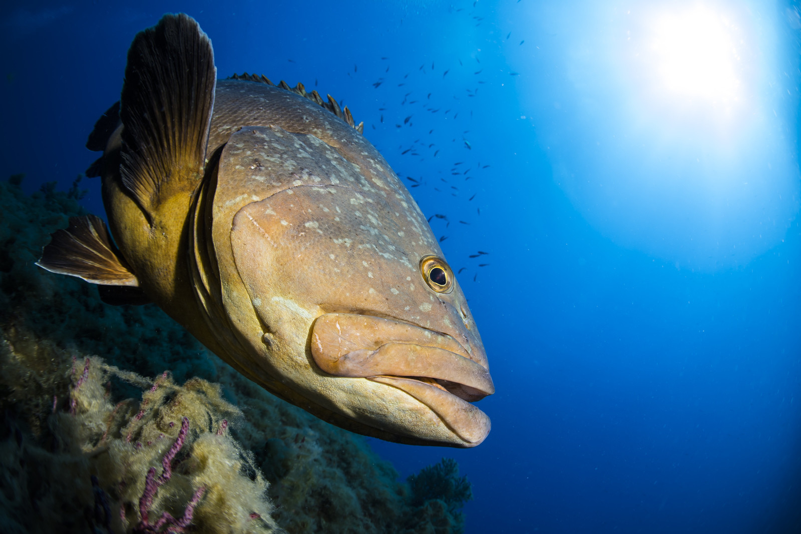 Mérou sombre -Epinephelus marginatus