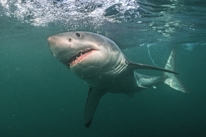 Le grand requin blanc ( Carcharodon carcharias ) ici en Afrique du sud