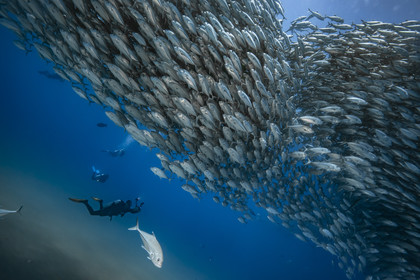 Voyage Mer de Cortez - Mexique - Amerique Centrale