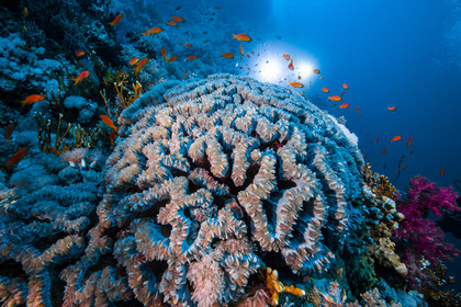 Croisiere à bord de l’Alia