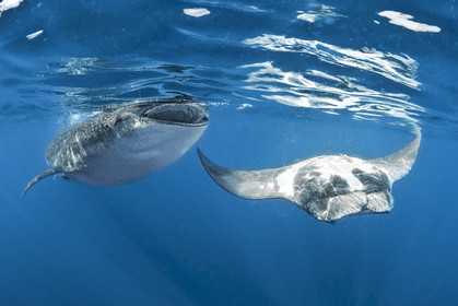 Plongee en apnée - Yucatan - Mexique