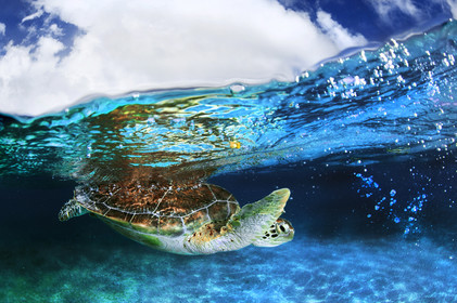 Mexique, Tortue verte, Chelonia mydas