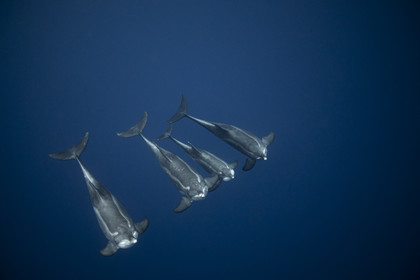 Dauphin à long bec - Stenella longirostris- Asie Okinawa, Japon