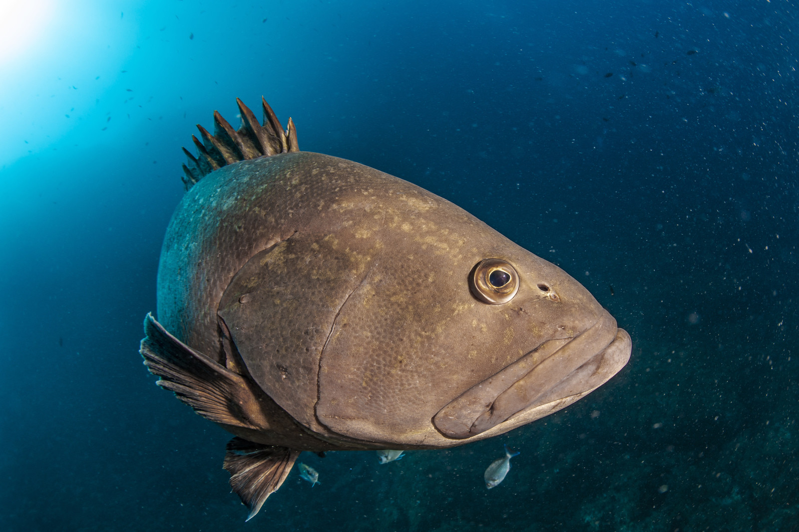 Mérou sombre -Epinephelus marginatus