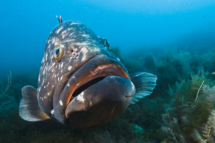 Merou brun de Mediterranee