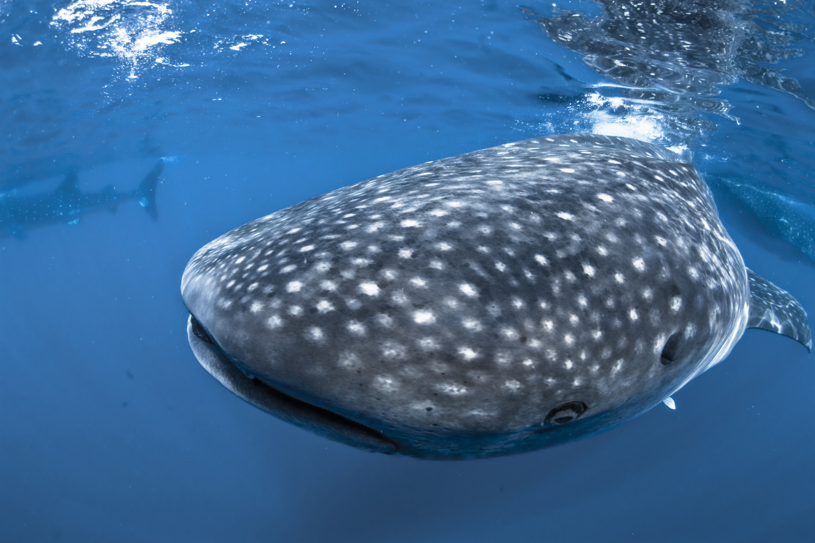 Plongee en apnée - Yucatan - Mexique