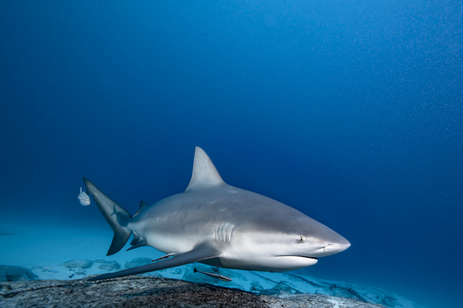 Plongee sous marine dans la mer des Caraîbes - Mexique - Yucatan - Amerique Centrale